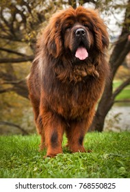 red tibetan mastiff dog