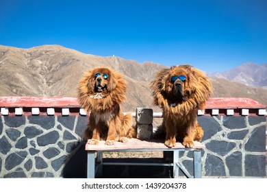 Tibet Mastiff Bilder Stockfotos Und Vektorgrafiken Shutterstock