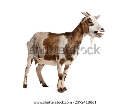 Tibetan Pigmy Goat bleating mouth open, isolated on white