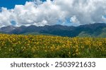 The Tibetan Plateau wild flower