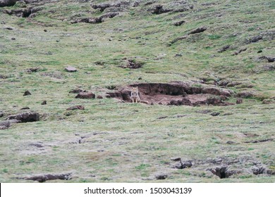 チベットスナギツネ の画像 写真素材 ベクター画像 Shutterstock