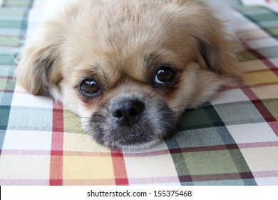 Tibetan Spaniel