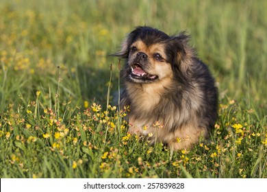 Tibetan Spaniel 