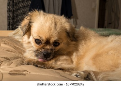 A Tibetan Spaniel Dog Licking Her Own Paw.