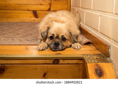 A Tibetan Spaniel Dog Resting On Top Of Stairs.