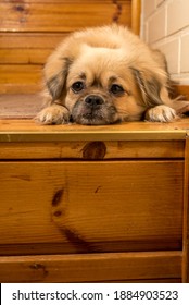 A Tibetan Spaniel Dog Resting On Top Of The Stairs.