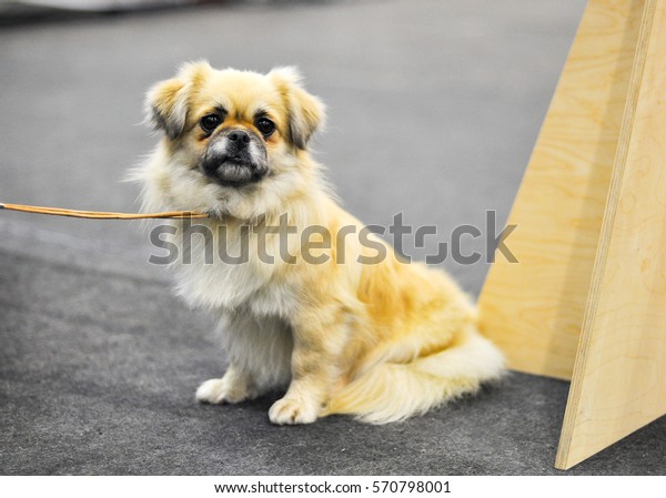 small tibetan dog