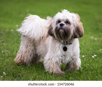 Tibetan Terrier