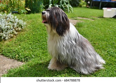 Tibetan Terrier