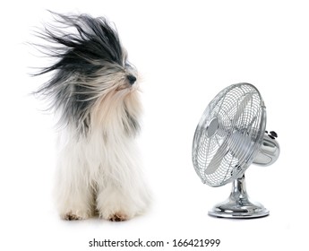 tibetan terrier and fan in front of white background - Shutterstock ID 166421999