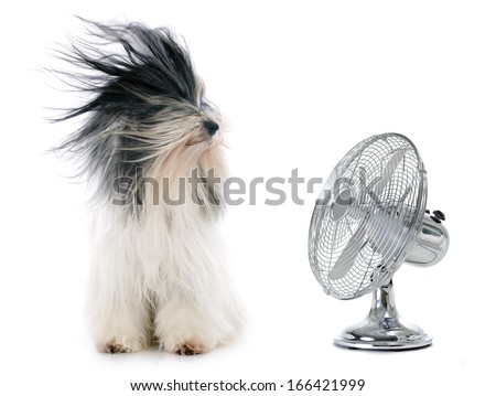 tibetan terrier and fan in front of white background