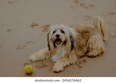 Tibetan terrier summer holiday fetch happy seaside - Powered by Shutterstock