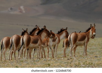 179 Tibetan wild ass Images, Stock Photos & Vectors | Shutterstock