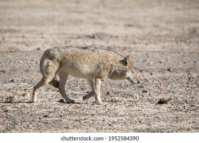 Sikkim Animals High Res Stock Images Shutterstock