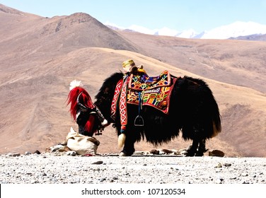 Tibetan Yak