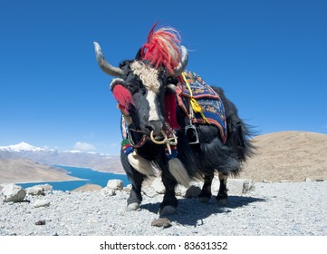 Tibetan yak with mountain background