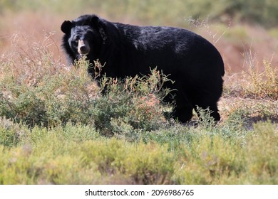 Tibetean Black Bear As Omnivore Animal