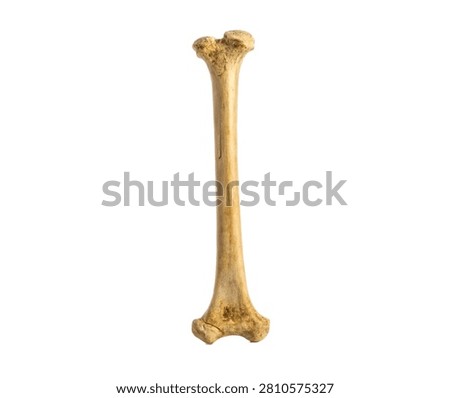 Tibia Tibia Bone Displayed Vertically In Front Isolated On White Background