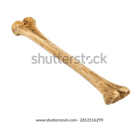 Tibia Tibia Bone Displayed Vertically In Front Isolated On White Background