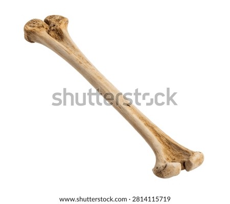 Tibia Tibia Bone Displayed Vertically In Front Isolated On White Background