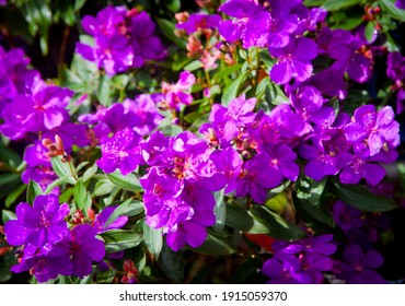 Tibouchina, is a Neotropical flowering plant genus in Melastomataceae. Vivid purple flowers, Full frame background. Members of this genus are known as glory bushes, glory trees or princess flowers.
