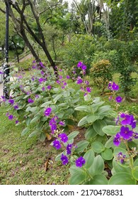 The tibouchina sp flower garden is located on the outskirts of the city and is planted with various tibouchina sp . flowers
