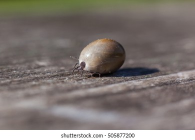 tick