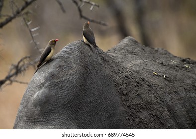 Tick Birds Feeding On A Rhino Hide, South Africa