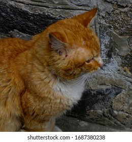 Tick Cats Ear Tick Borreliosis Lyme Stock Photo 1687380238 | Shutterstock