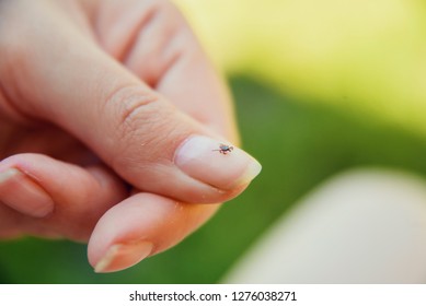 Tick Crawling On Finger. The Concept Of Danger Of Tick Bite.