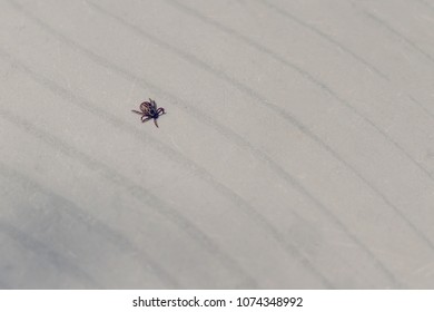 Tick crawling on gray background.