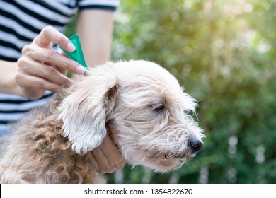 Tick And Flea Prevention For A Dog