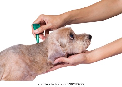 what is the best treatment for dog fleas