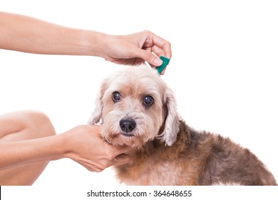 Tick And Flea Prevention For A Dog