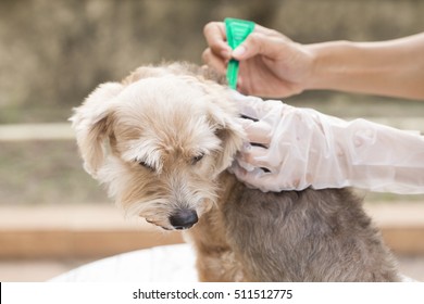 Tick And Flea Prevention For A Dog