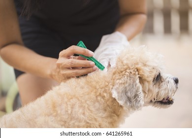 Tick And Flea Prevention For A Dog