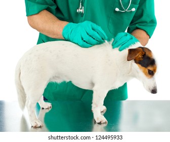 Tick And Flea Prevention For A Purebred Jack Russell Dog