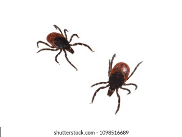 Tick, Ibex, Ixodes, Ricinus