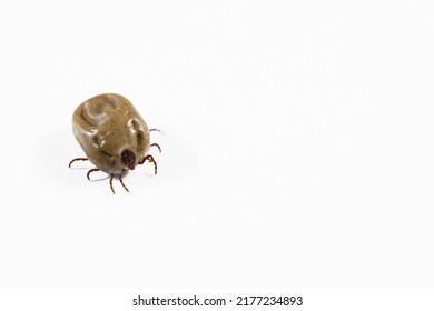 Tick Insect Isolated On White Background. Parasitic Mite. Acarus. Insect Whose Bite Causes Lyme Disease.