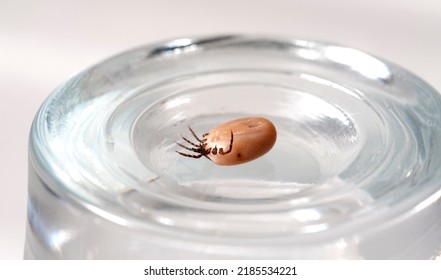 Tick Insect Isolated On A White Background. A Disease-spreading Parasite. A Full, Dangerous Insect Tick With A Large Abdomen.