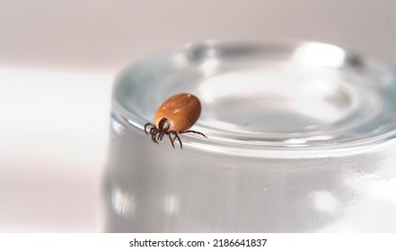 Tick Insect Isolated On A White Background. A Disease-spreading Parasite. A Full, Dangerous Insect Tick With A Large Abdomen.