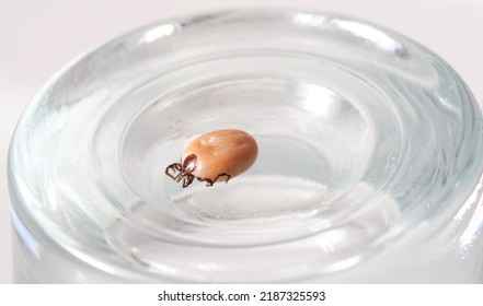 Tick Insect Isolated On A White Background. A Disease-spreading Parasite. A Full, Dangerous Insect Tick With A Large Abdomen.