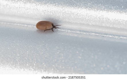 Tick Insect Isolated On A White Background. A Disease-spreading Parasite. A Full, Dangerous Insect Tick With A Large Abdomen.