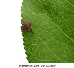 Tick Insect Sitting On A Green Leaf Isolated On White Background.