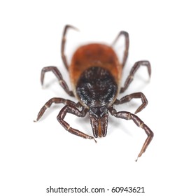 Tick Isolated On White Background. Extreme Close-up With High Magnification. Focus On The Mouthparts. This Animal Is A Disease Carrier Of TBE And Borrelia.