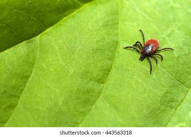 Tick (Ixodes Ricinus)