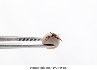 Tick (Ixodes Ricinus) Filled With Blood In Tweezers Isolated On White Background. Danger Insect Can Transmit Both Bacterial And Viral Pathogens.