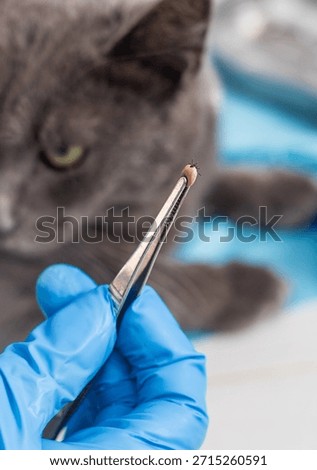 Tick on a cat neck. Selective focus. veterinarian.