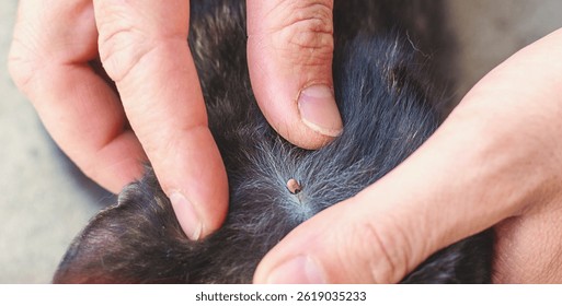tick on a cat. Selective focus. animal.