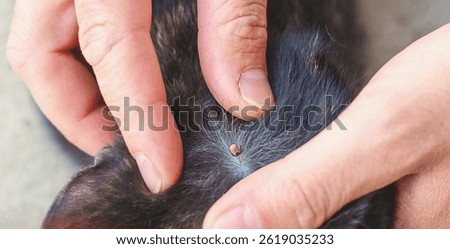 tick on a cat. Selective focus. animal.